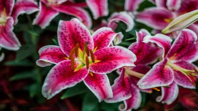 Pink flowers